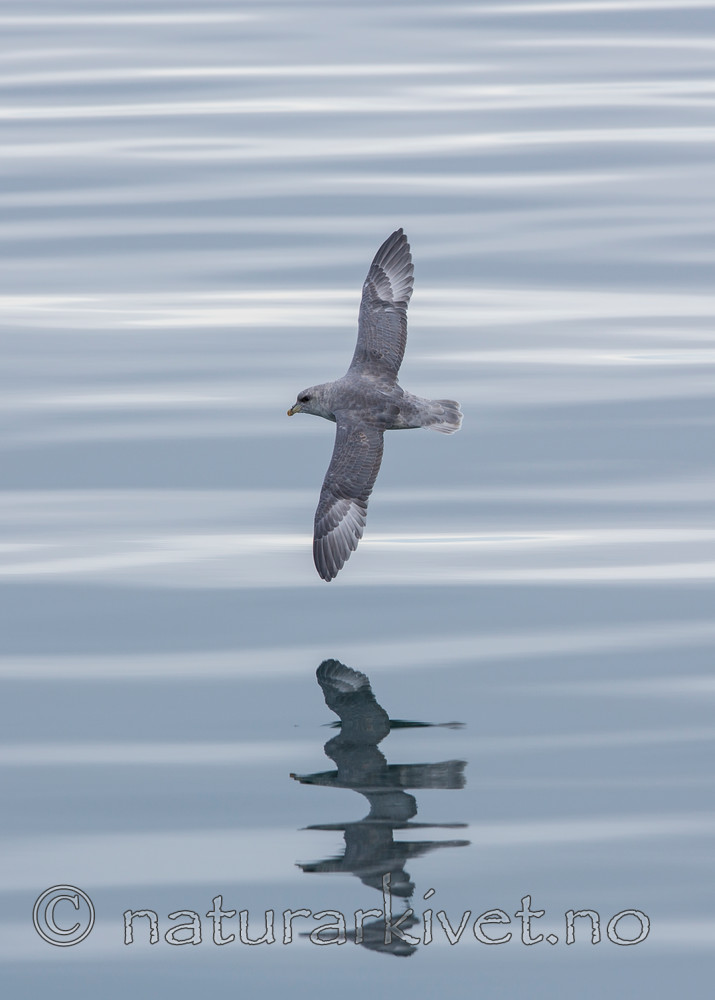 KA_130816_3137 / Fulmarus glacialis / Havhest