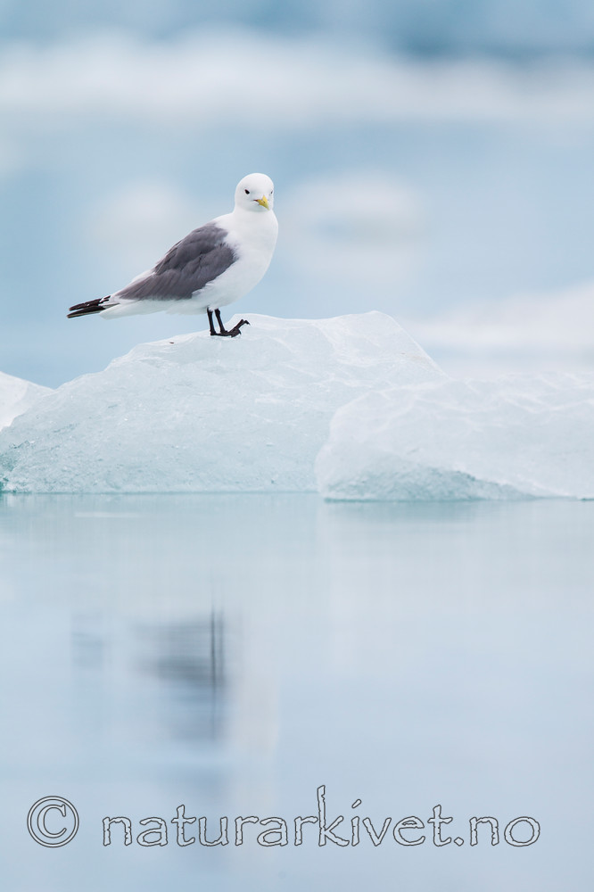 KA_130816_3292 / Rissa tridactyla / Krykkje