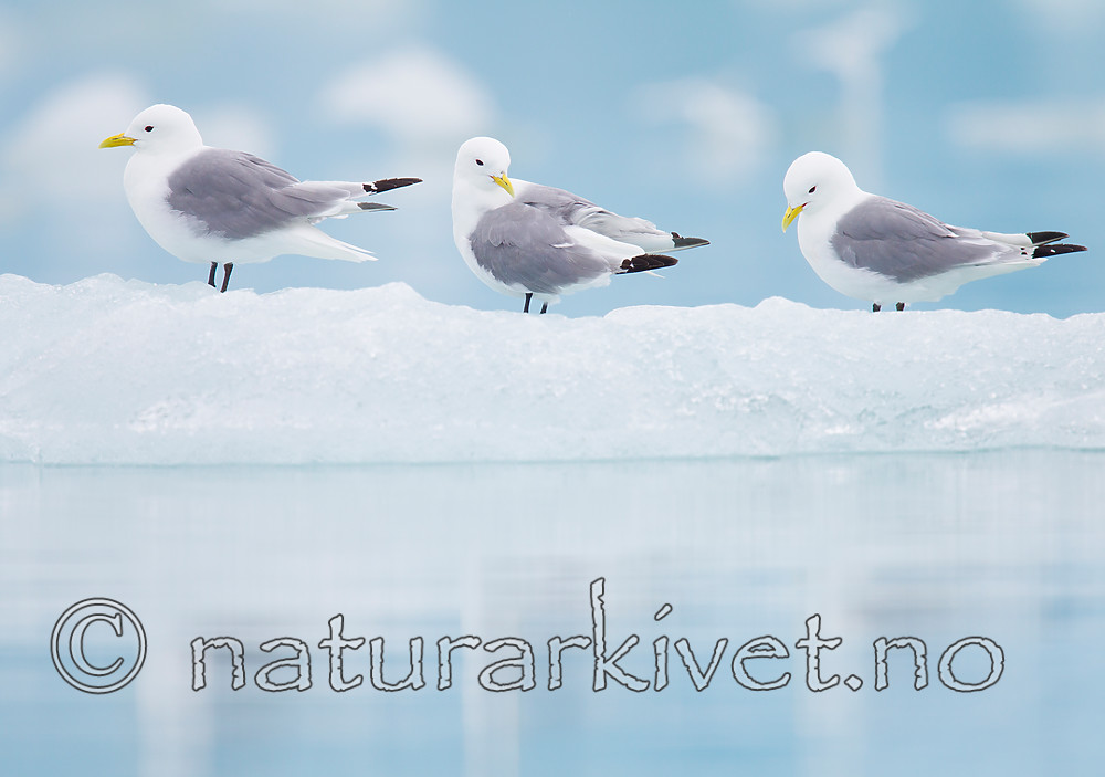 KA_130816_3303 / Rissa tridactyla / Krykkje