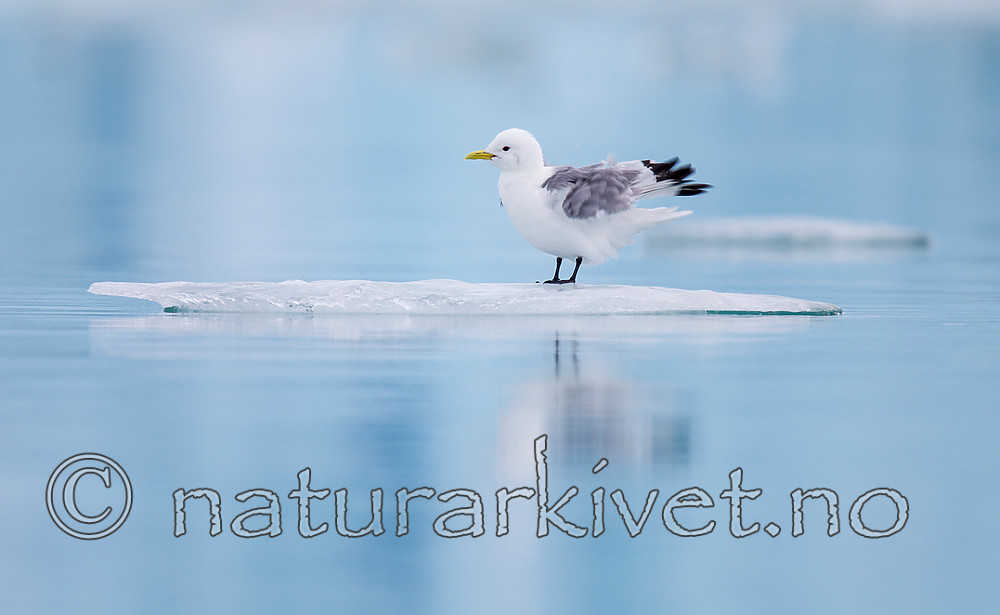 KA_130816_3315 / Rissa tridactyla / Krykkje