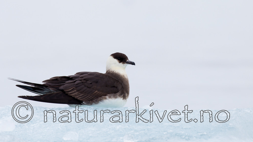 KA_130816_3404 / Stercorarius parasiticus / Tyvjo