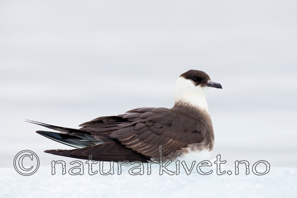 KA_130816_3405 / Stercorarius parasiticus / Tyvjo