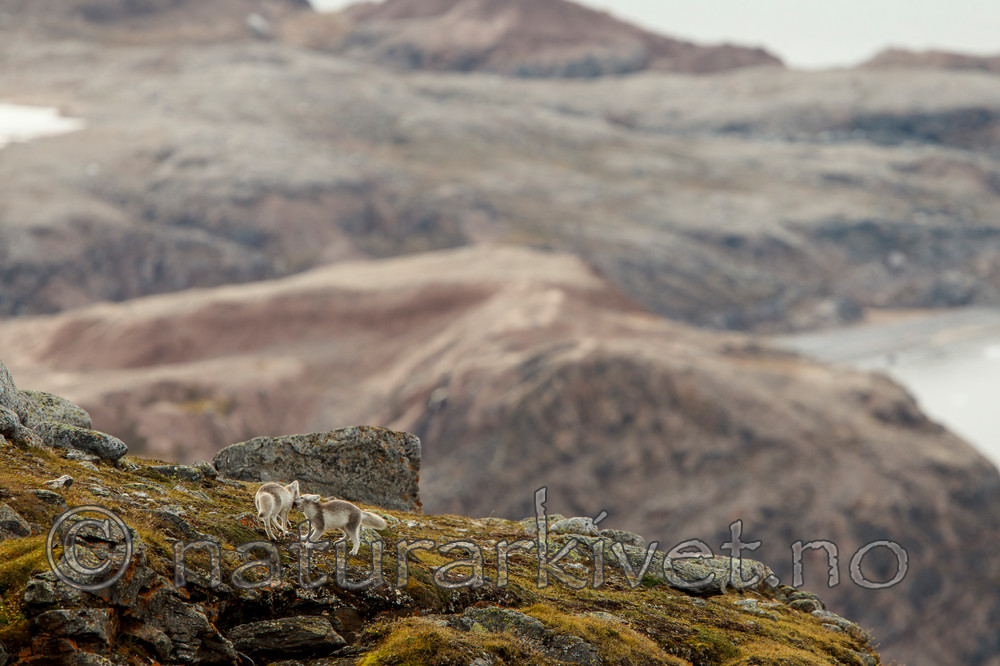 KA_130817_3516 / Vulpes lagopus / Fjellrev