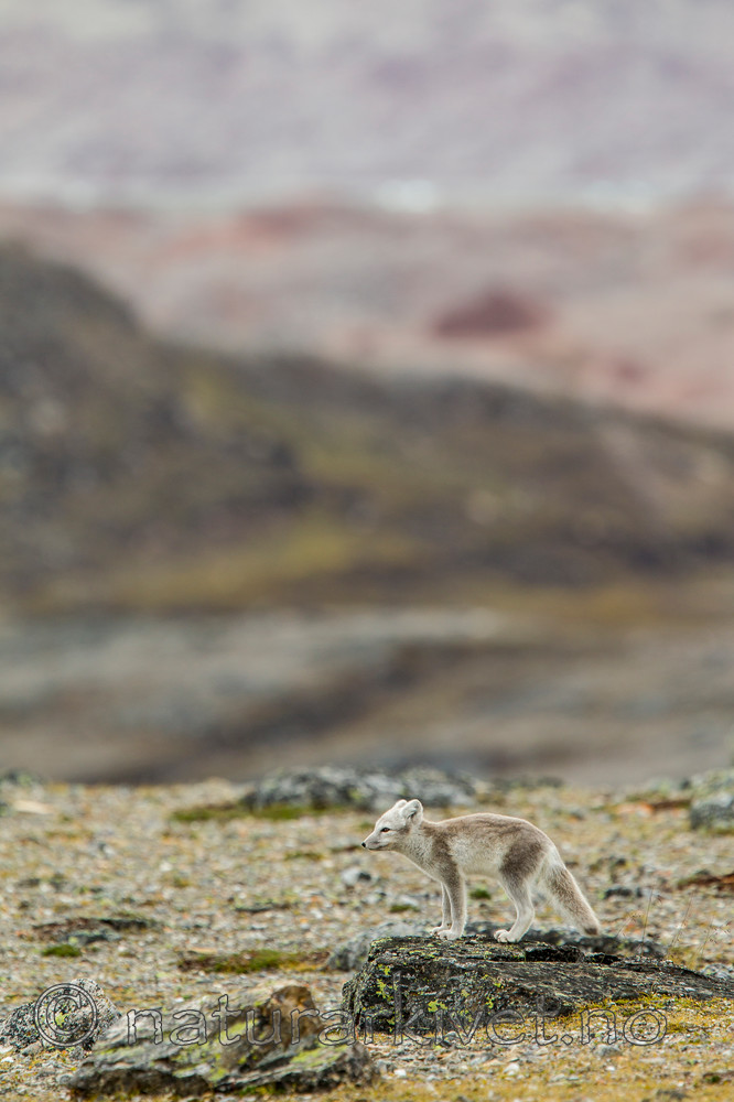 KA_130817_3533 / Vulpes lagopus / Fjellrev