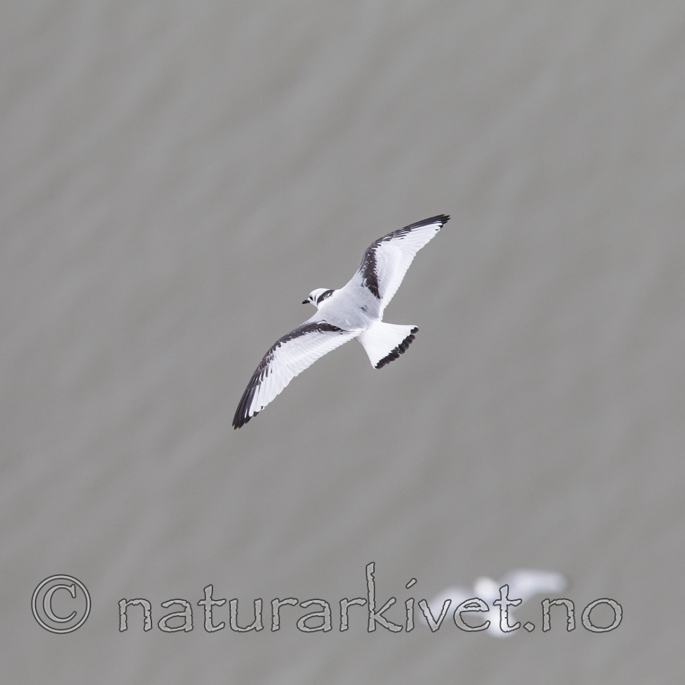 KA_130817_3560 / Rissa tridactyla / Krykkje