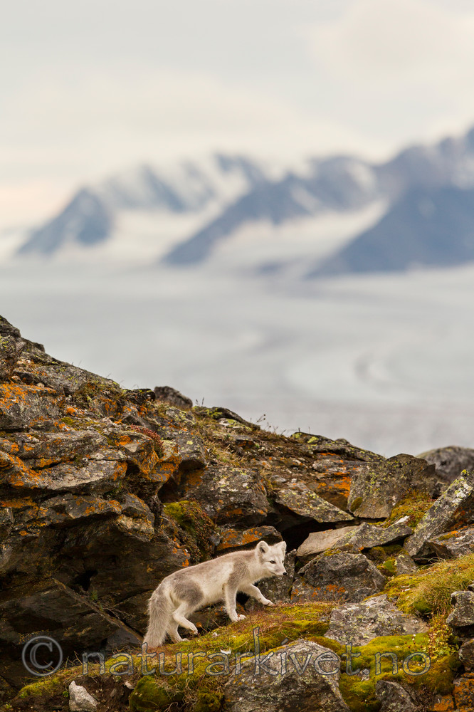 KA_130817_3568 / Vulpes lagopus / Fjellrev