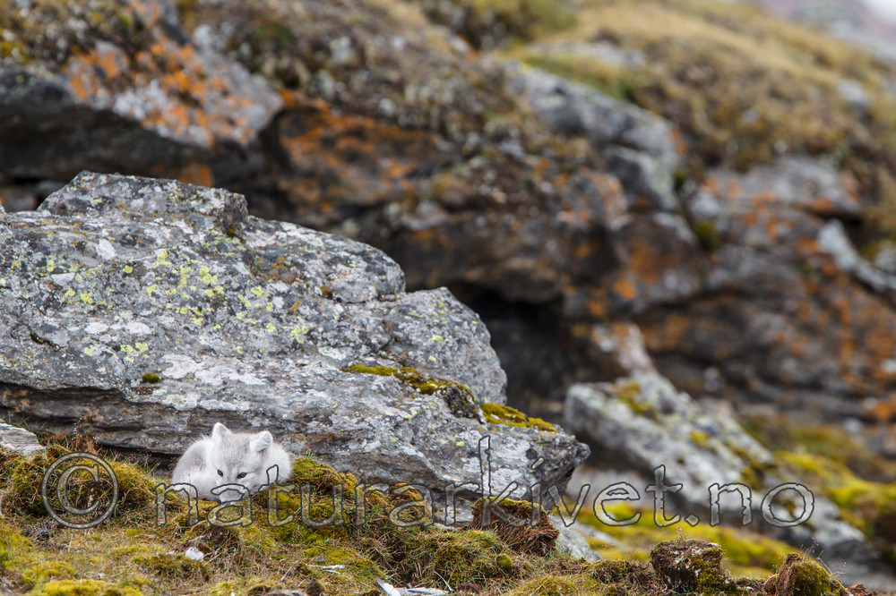 KA_130817_3574 / Vulpes lagopus / Fjellrev