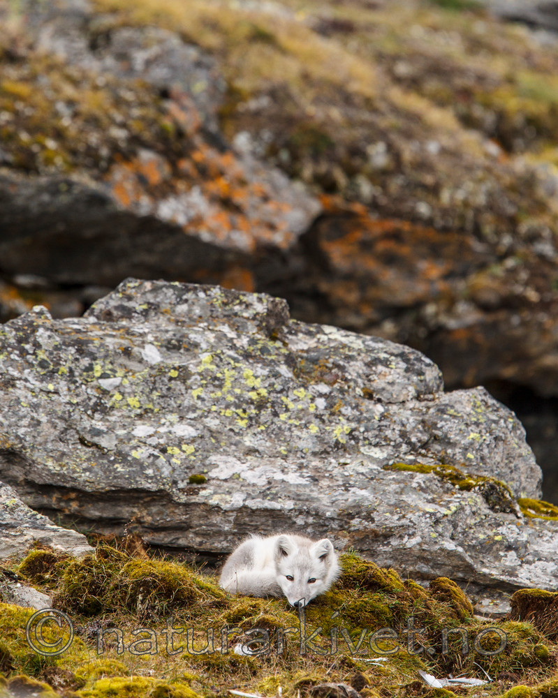 KA_130817_3577 / Vulpes lagopus / Fjellrev