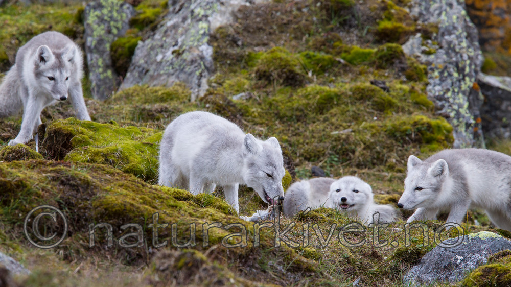 KA_130817_3592 / Vulpes lagopus / Fjellrev