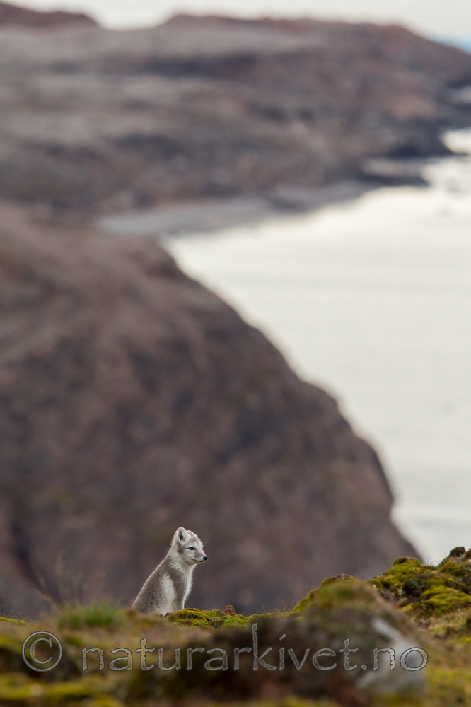 KA_130817_3619 / Vulpes lagopus / Fjellrev