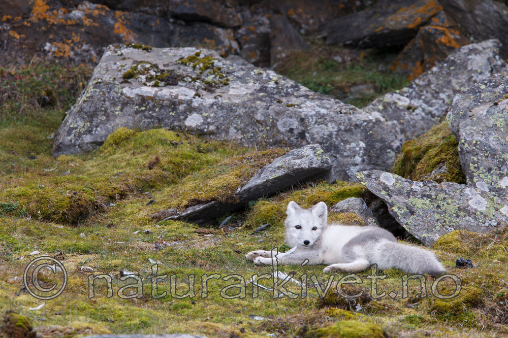 KA_130817_3623 / Vulpes lagopus / Fjellrev