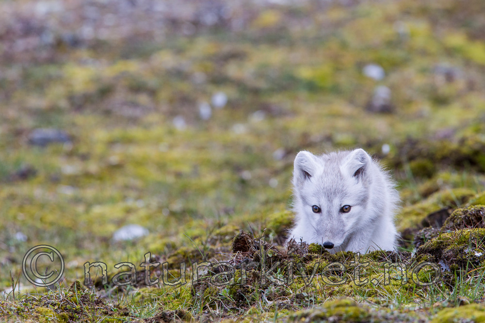 KA_130817_3639 / Vulpes lagopus / Fjellrev