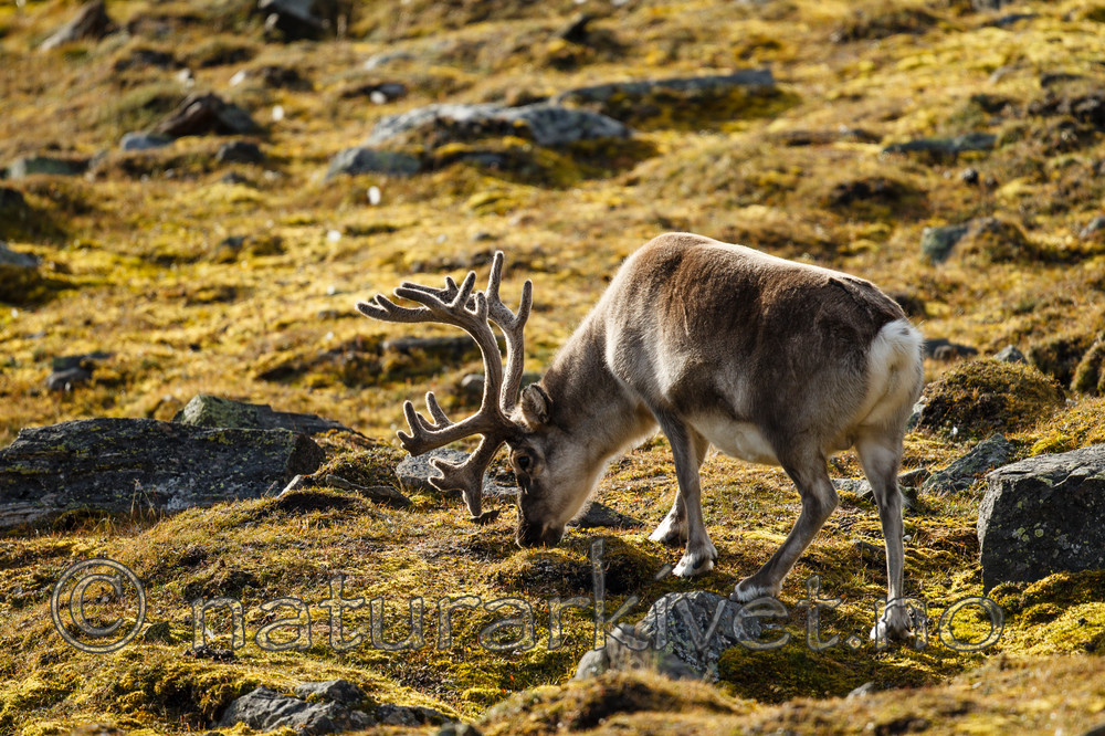 KA_130817_3691 / Rangifer tarandus / Rein