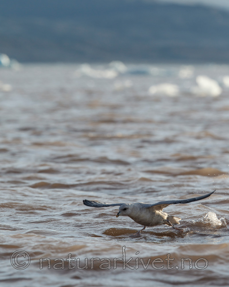 KA_130817_3803 / Fulmarus glacialis / Havhest