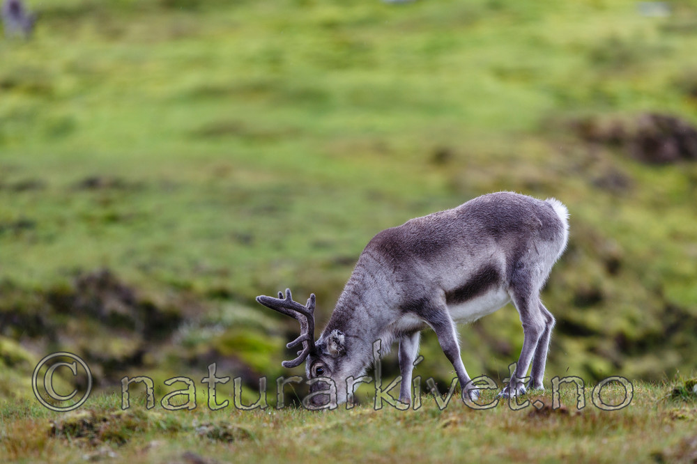 KA_130818_3863 / Rangifer tarandus / Rein