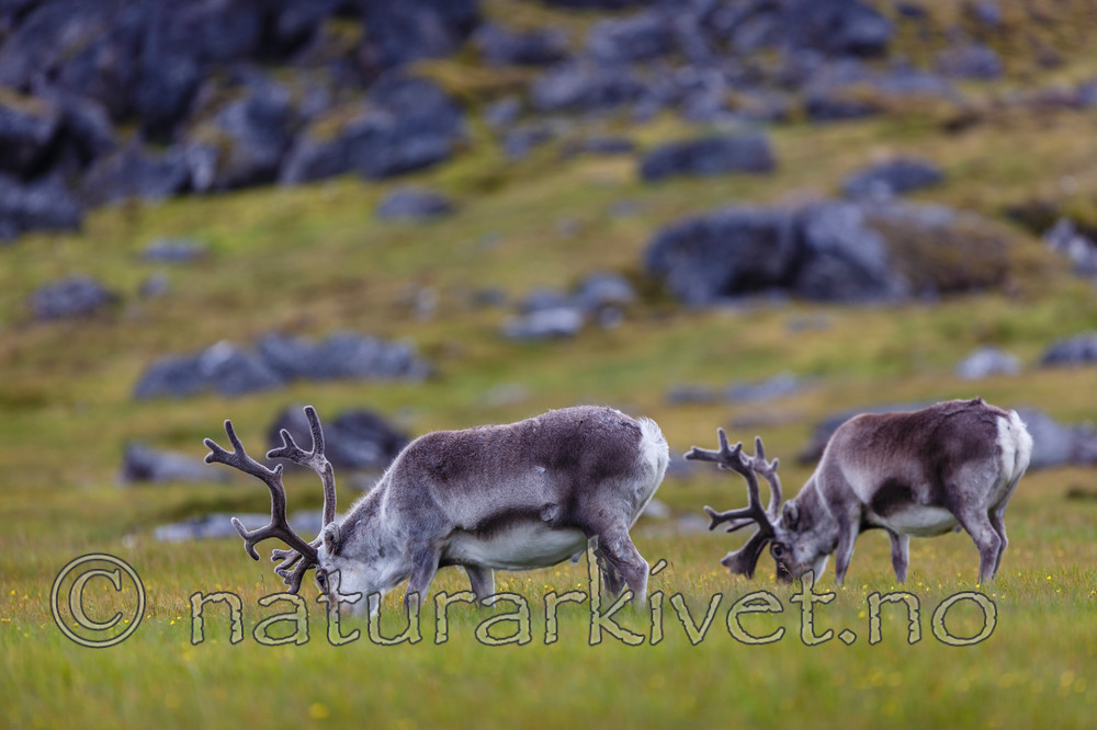 KA_130818_3865 / Rangifer tarandus / Rein