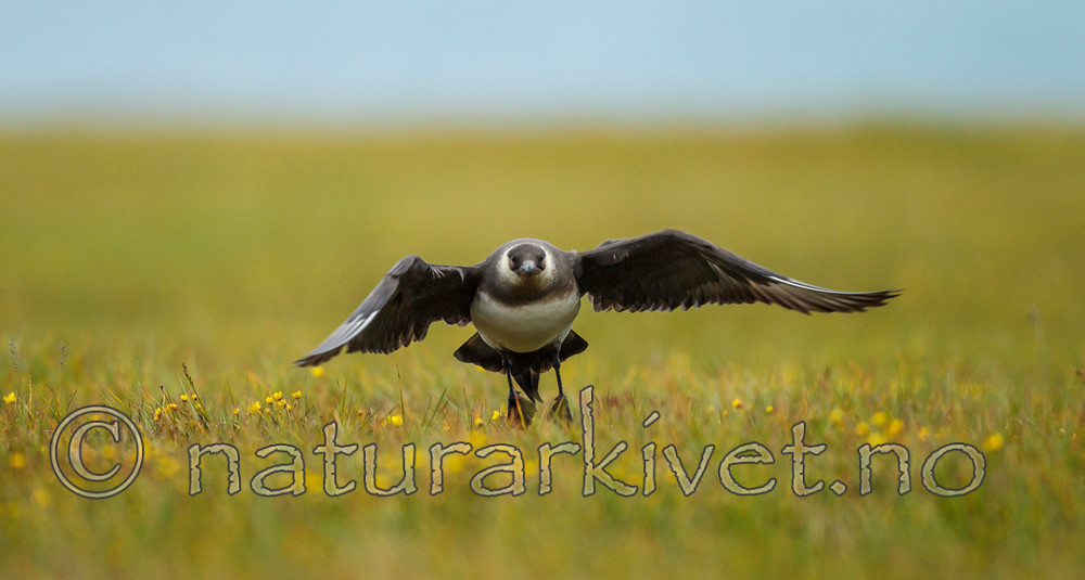 KA_130818_3879 / Stercorarius parasiticus / Tyvjo