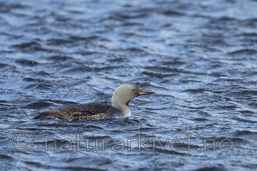 KA_130818_3949 / Gavia stellata / Smålom
