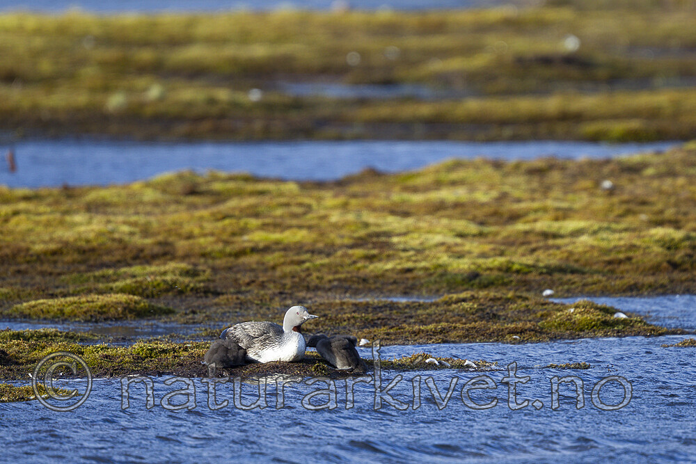KA_130818_3957 / Gavia stellata / Smålom