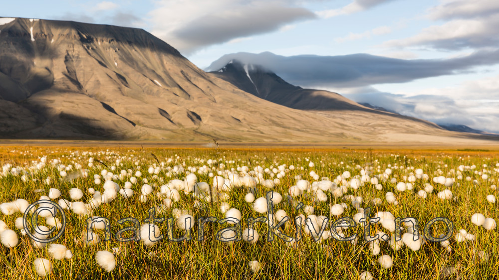 KA_130818_3961 / Eriophorum scheuchzeri / Snømyrull
