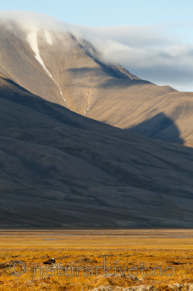 KA_130818_3972 / Stercorarius parasiticus / Tyvjo