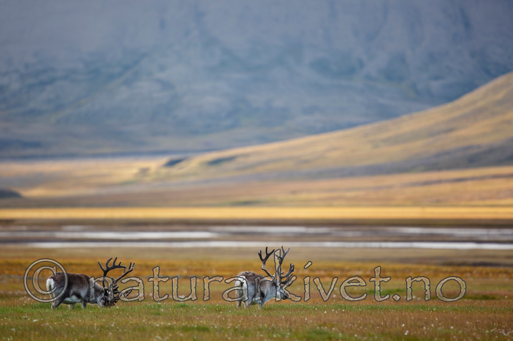 KA_130818_3984 / Rangifer tarandus / Rein