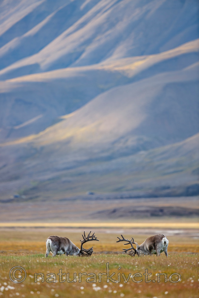 KA_130818_3991 / Rangifer tarandus / Rein