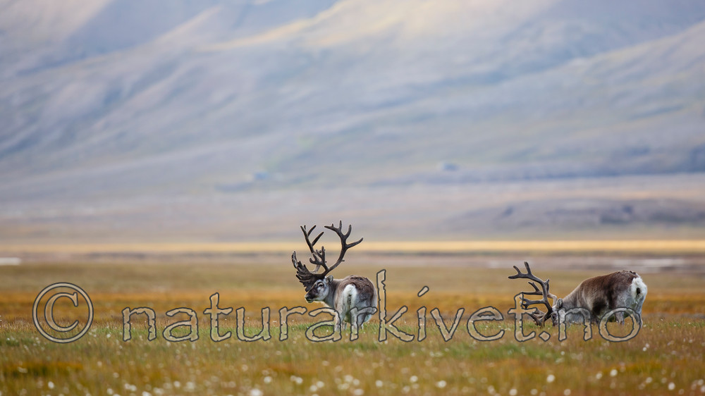 KA_130818_3992 / Rangifer tarandus / Rein