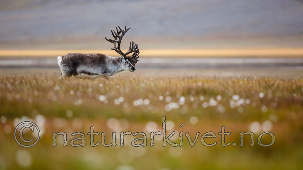 KA_130818_4003 / Rangifer tarandus / Rein