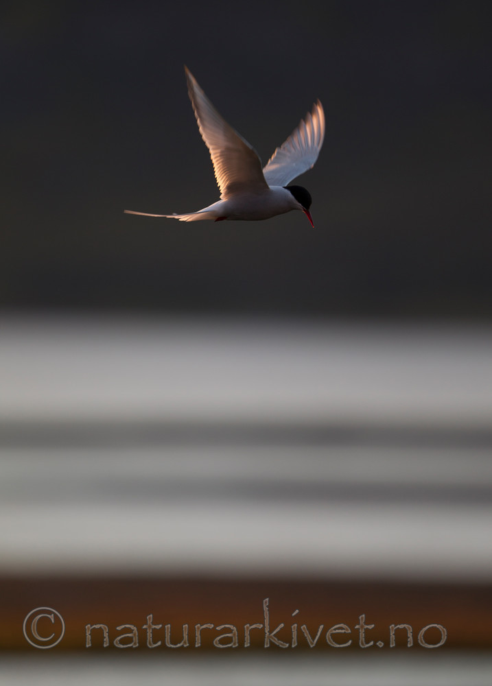 KA_130818_4027 / Sterna paradisaea / Rødnebbterne