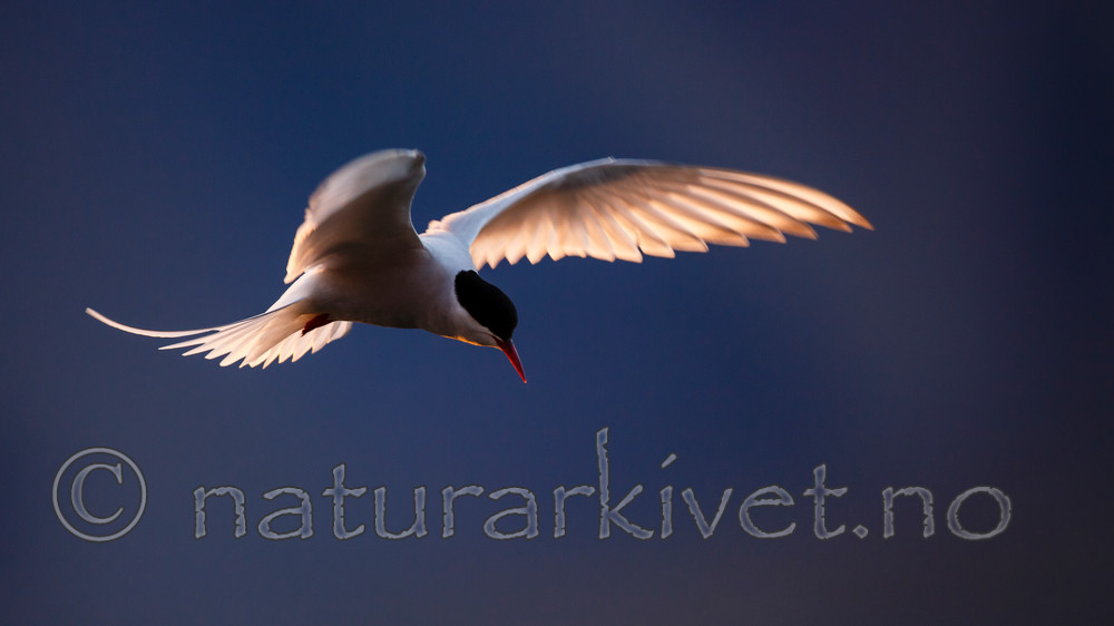 KA_130818_4045 / Sterna paradisaea / Rødnebbterne