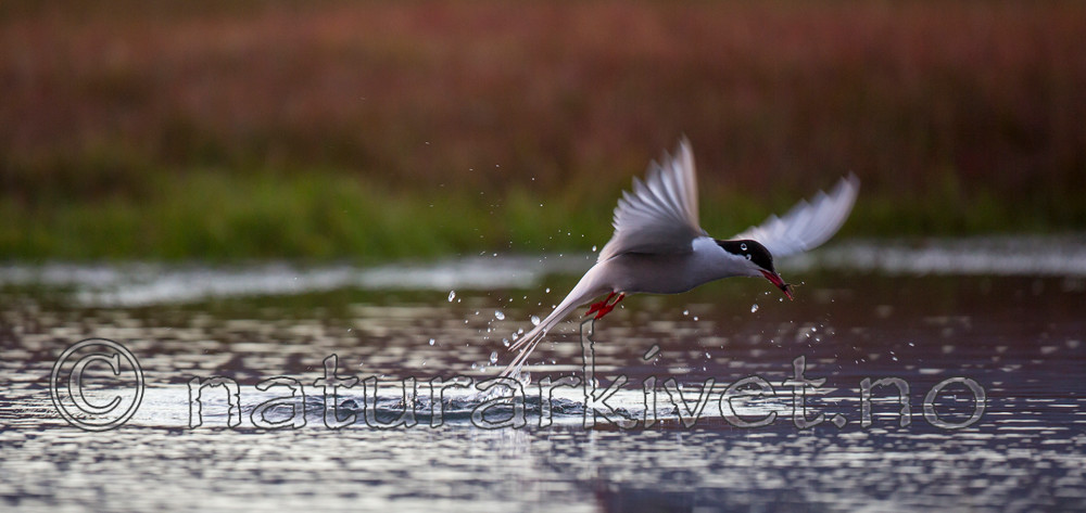 KA_130819_4048 / Sterna paradisaea / Rødnebbterne