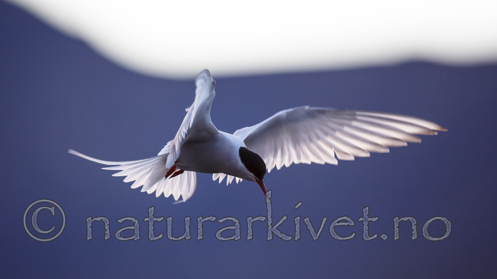 KA_130819_4063 / Sterna paradisaea / Rødnebbterne