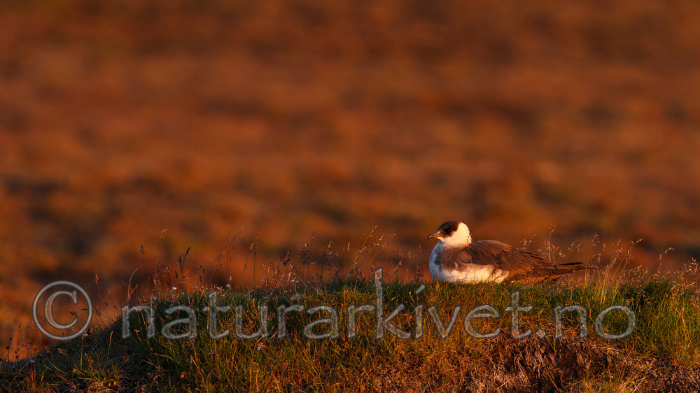 KA_130819_4064 / Stercorarius parasiticus / Tyvjo