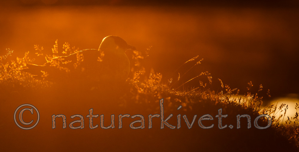 KA_130819_4070 / Stercorarius parasiticus / Tyvjo