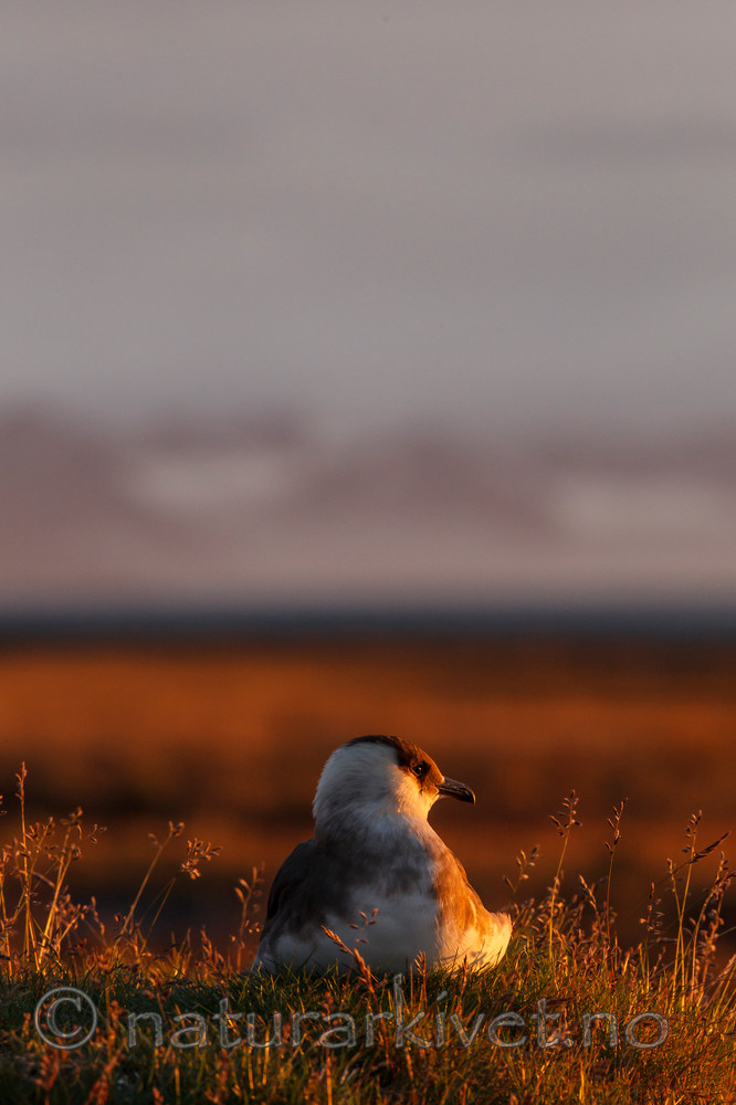 KA_130819_4085 / Stercorarius parasiticus / Tyvjo