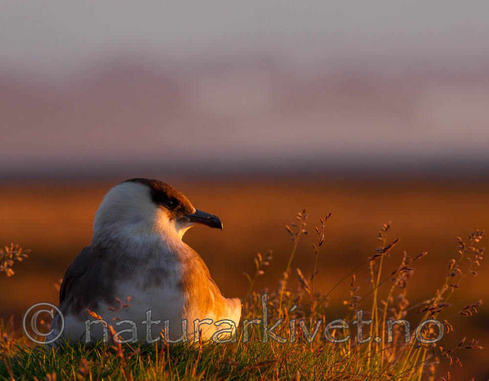 KA_130819_4089-2 / Stercorarius parasiticus / Tyvjo