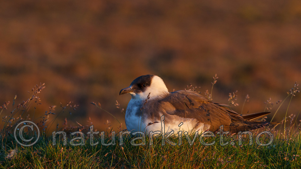 KA_130819_4092 / Stercorarius parasiticus / Tyvjo