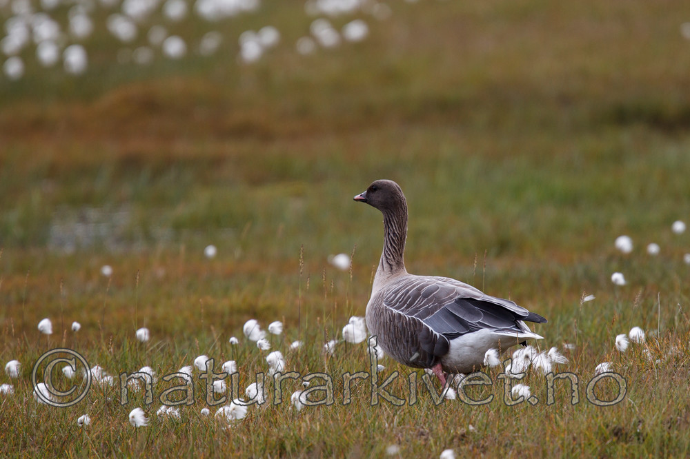 KA_130819_4180 / Anser brachyrhynchus / Kortnebbgås