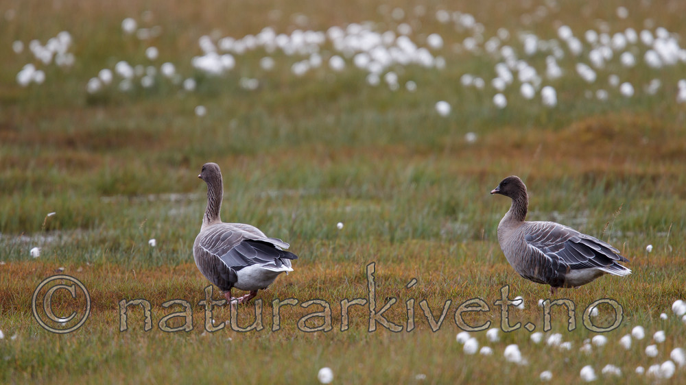 KA_130819_4182 / Anser brachyrhynchus / Kortnebbgås