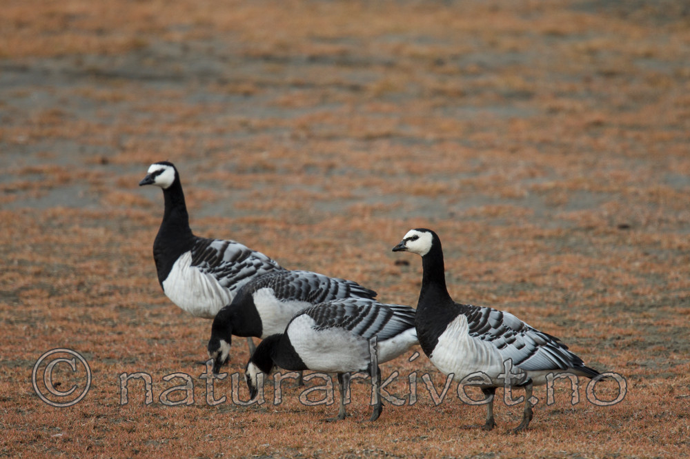 KA_130819_4193 / Branta leucopsis / Hvitkinngås