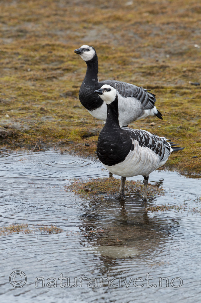 KA_130819_4201 / Branta leucopsis / Hvitkinngås