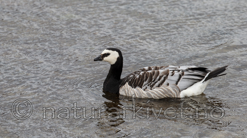 KA_130819_4209 / Branta leucopsis / Hvitkinngås