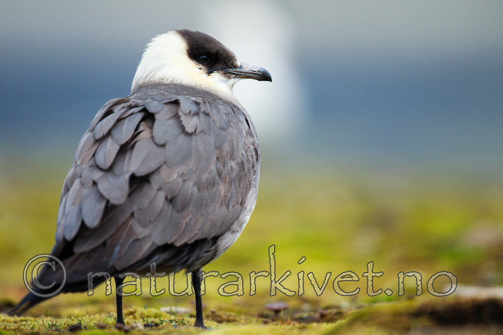 KA_130819_4247 / Stercorarius parasiticus / Tyvjo