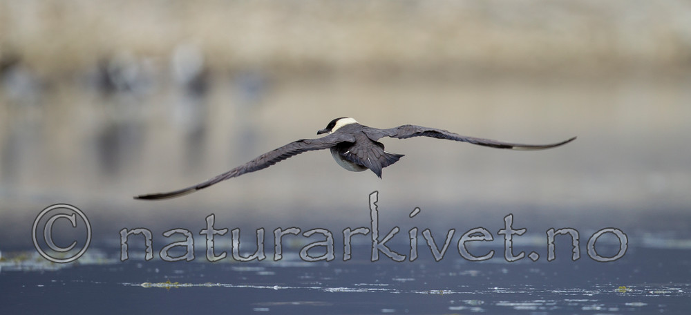 KA_130819_4248 / Stercorarius parasiticus / Tyvjo