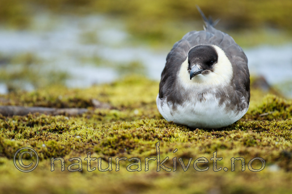 KA_130819_4264 / Stercorarius parasiticus / Tyvjo