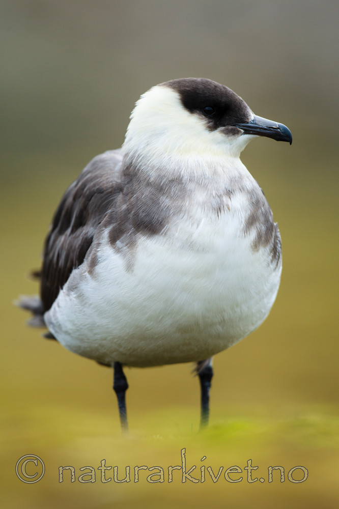 KA_130819_4282 / Stercorarius parasiticus / Tyvjo