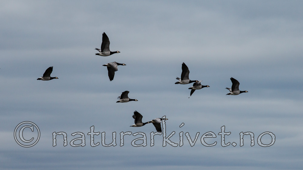 KA_130819_4307 / Branta leucopsis / Hvitkinngås