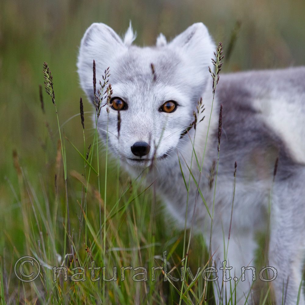 KA_130819_4346 / Vulpes lagopus / Fjellrev