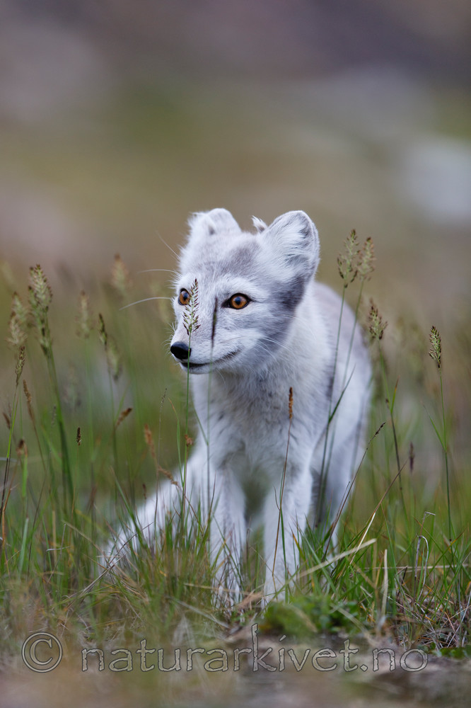 KA_130819_4365 / Vulpes lagopus / Fjellrev